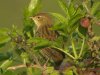 Grasshopper Warbler at Canvey Wick (Steve Arlow) (70165 bytes)